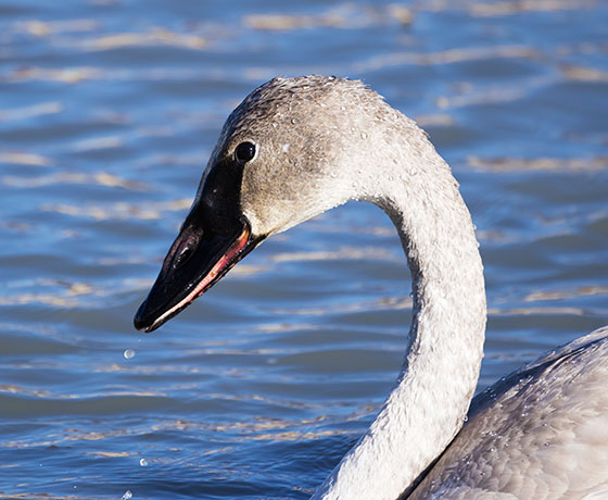 Trumpeter Swans Cygnus buccinator 