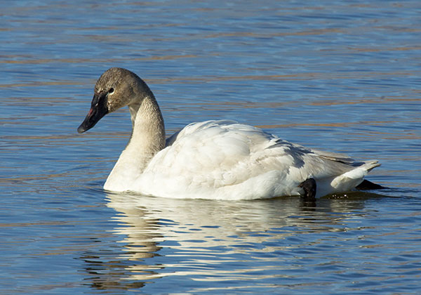 Tundra Swan Cygnus columbianus  