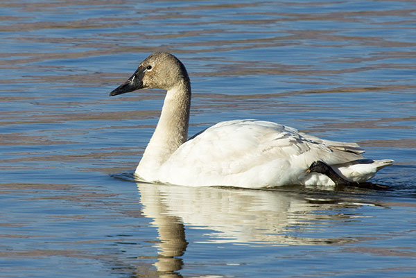 Tundra Swan Cygnus columbianus  