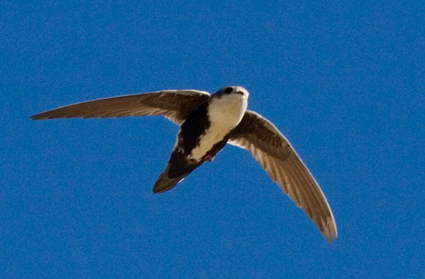 White-throated Swift Aeronautes saxatalis