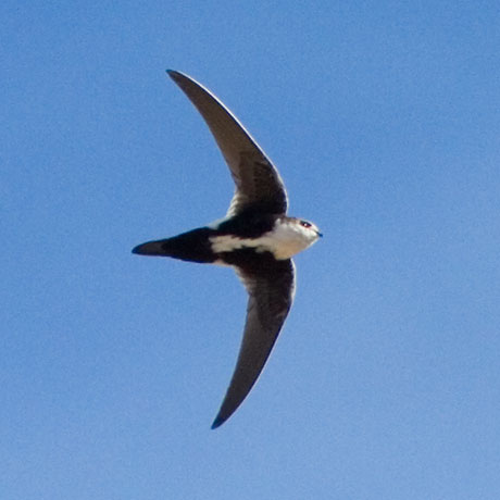 White-throated Swift Aeronautes saxatalis