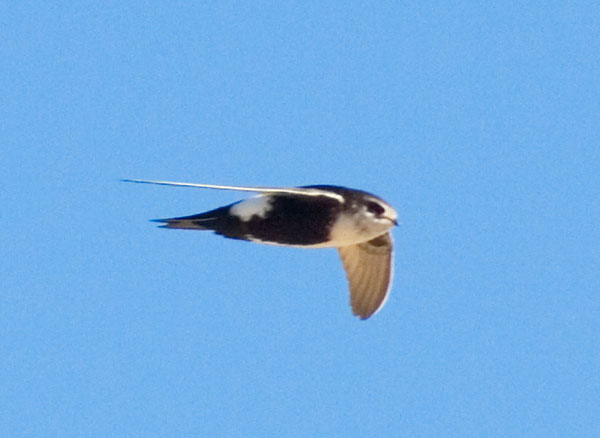 White-throated Swift Aeronautes saxatalis