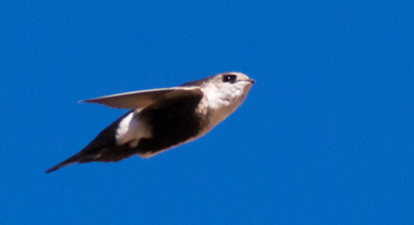 White-throated Swift Aeronautes saxatalis