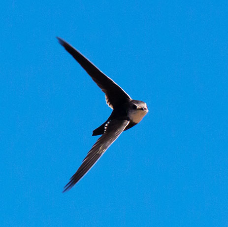 White-throated Swift Aeronautes saxatalis