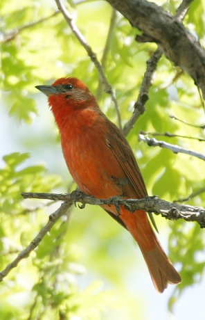 Hepatic Tanager Piranga flava