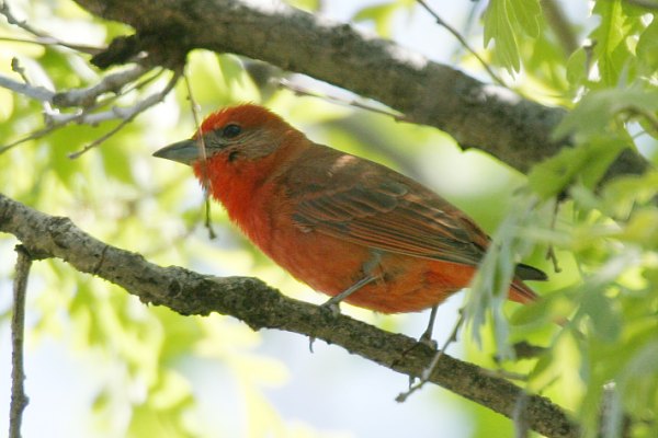 Hepatic Tanager Piranga flava
