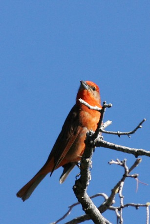 Hepatic Tanager Piranga flava