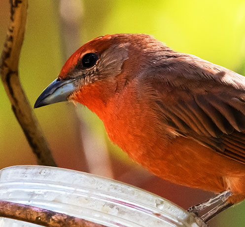 Hepatic Tanager Piranga flava