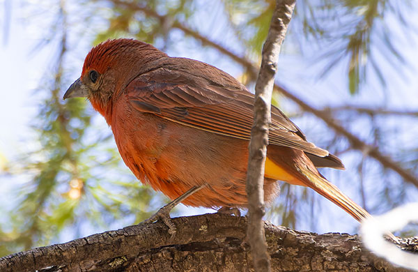 Hepatic Tanager Piranga flava