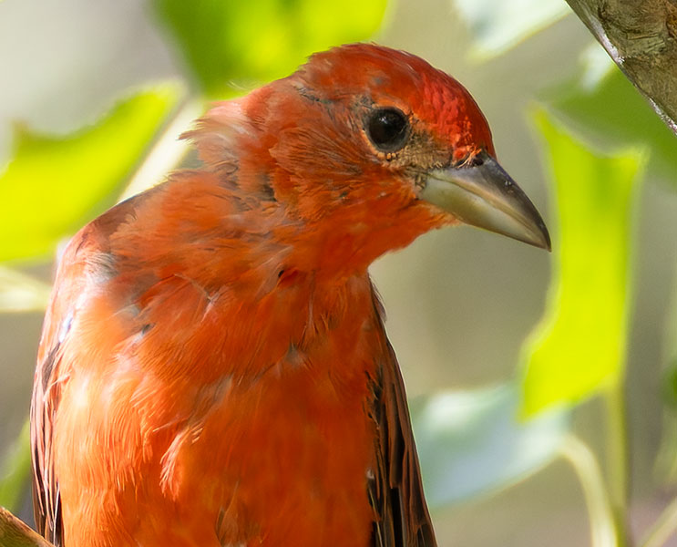 Summer Tanager Piranga rubra