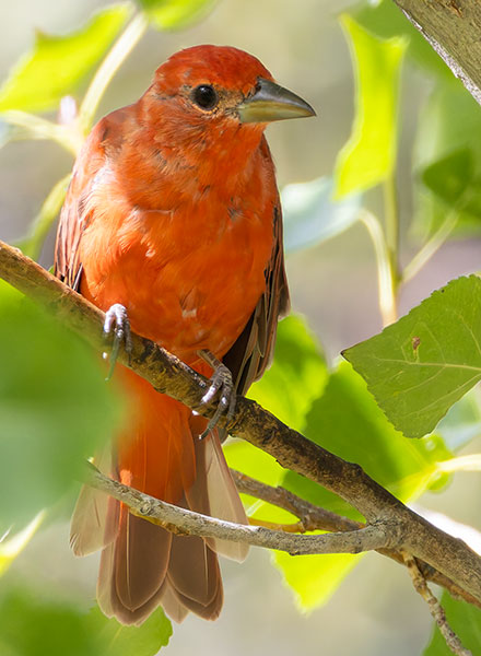 Summer Tanager Piranga rubra