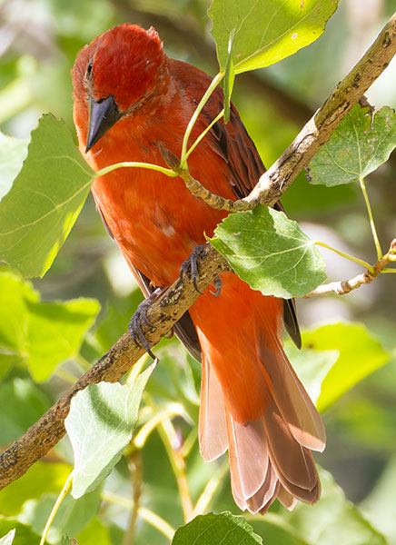 Summer Tanager Piranga rubra