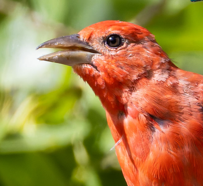 Summer Tanager Piranga rubra