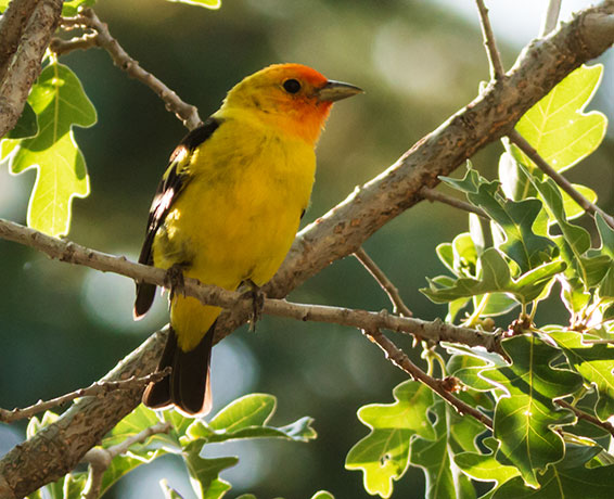 Western Tanager Piranga ludoviciana