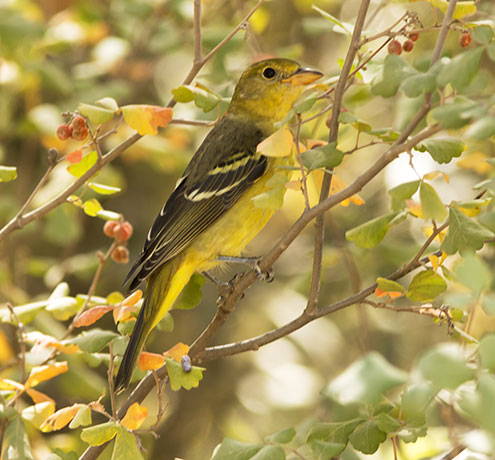 Western Tanager Piranga ludoviciana