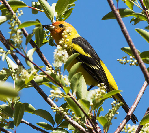 Western Tanager Piranga ludoviciana