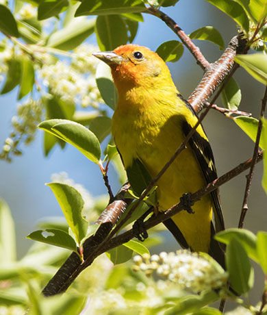 Western Tanager Piranga ludoviciana