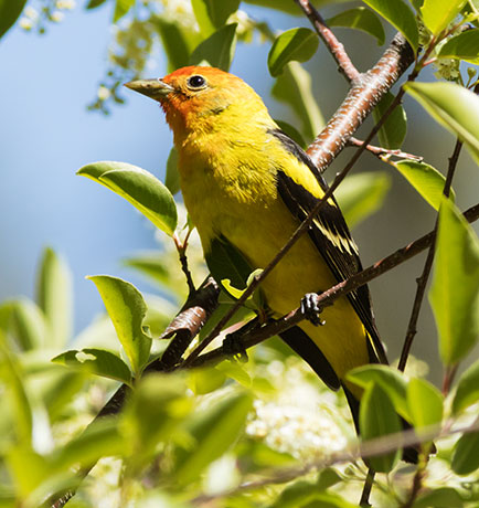 Western Tanager Piranga ludoviciana