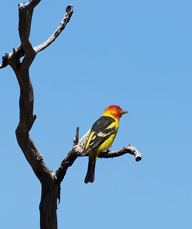 Western Tanager Piranga ludoviciana