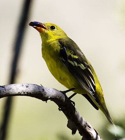 Western Tanager Piranga ludoviciana
