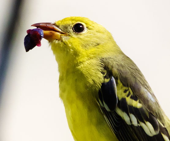 Western Tanager Piranga ludoviciana