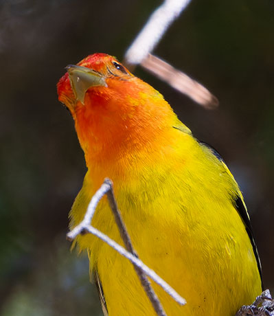 Western Tanager Piranga ludoviciana