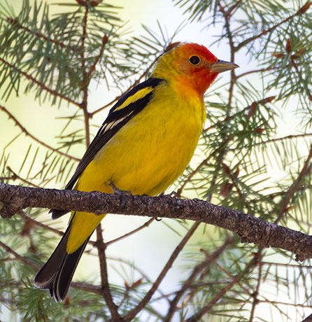 Western Tanager Piranga ludoviciana