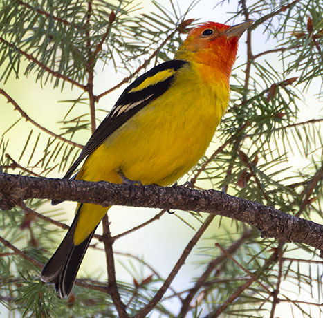 Western Tanager Piranga ludoviciana
