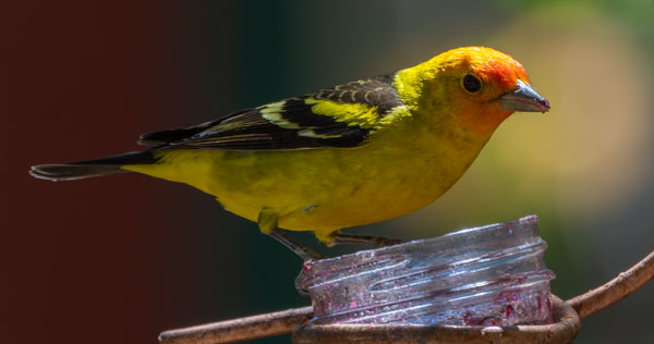 Western Tanager Piranga ludoviciana
