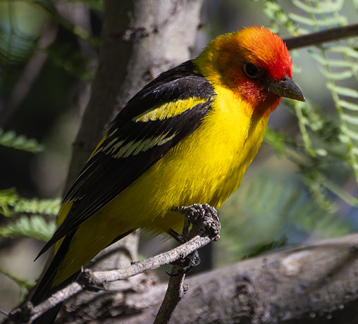 Western Tanager Piranga ludoviciana
