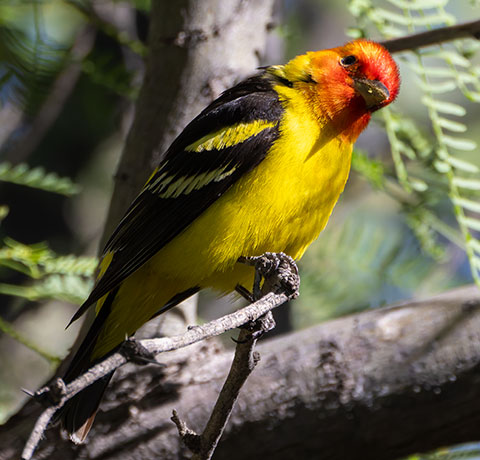 Western Tanager Piranga ludoviciana
