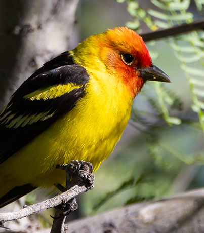Western Tanager Piranga ludoviciana