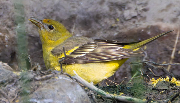 Western Tanager Piranga ludoviciana