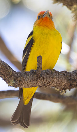 Western Tanager Piranga ludoviciana