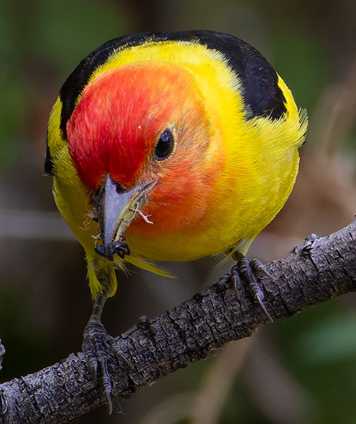 Western Tanager Piranga ludoviciana