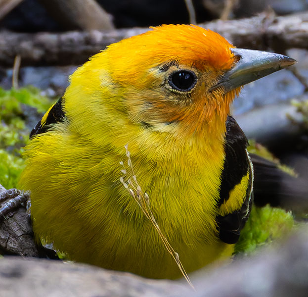 Western Tanager Piranga ludoviciana