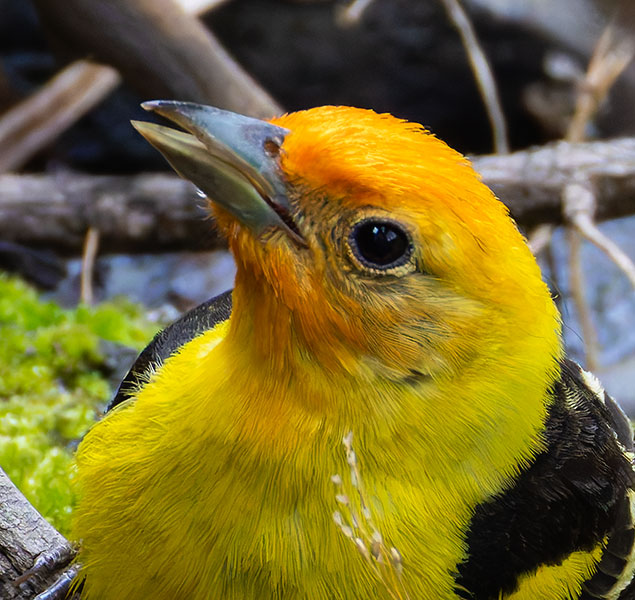 Western Tanager Piranga ludoviciana