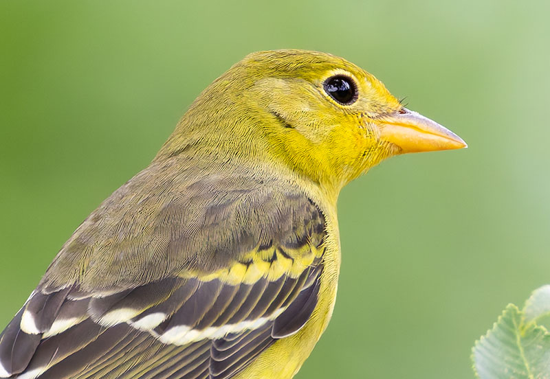 Western Tanager Piranga ludoviciana