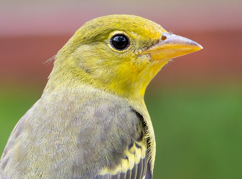 Western Tanager Piranga ludoviciana