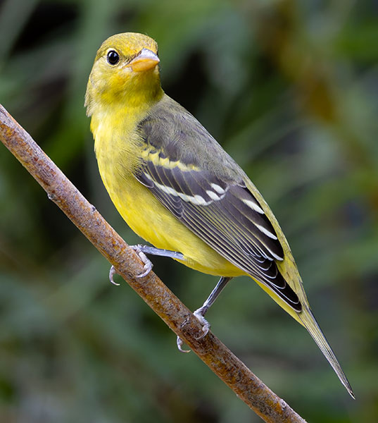 Western Tanager Piranga ludoviciana