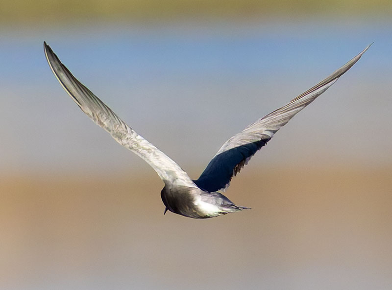 Black Tern Chlidonias niger