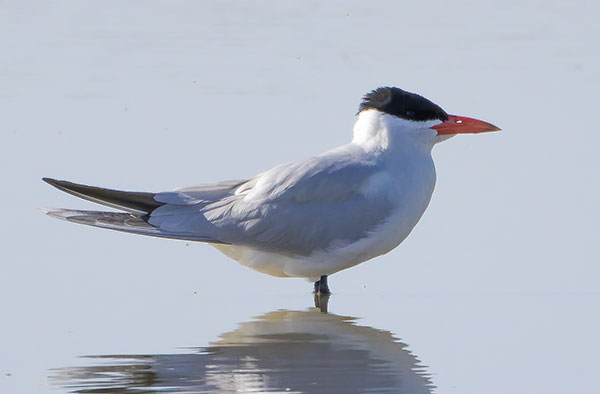 Caspian Tern Hydroprogne caspia 