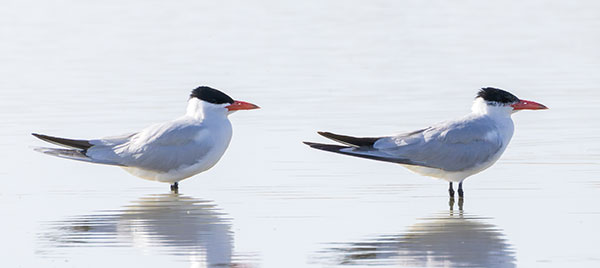Caspian Tern Hydroprogne caspia 