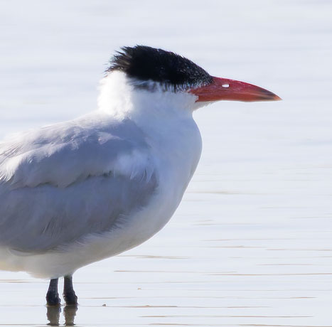 Caspian Tern Hydroprogne caspia 