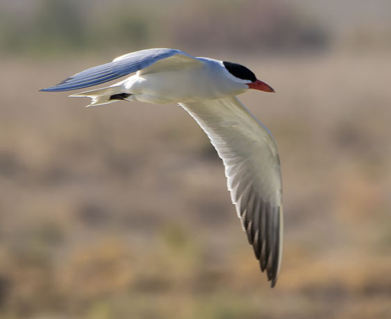 Caspian Tern Hydroprogne caspia 