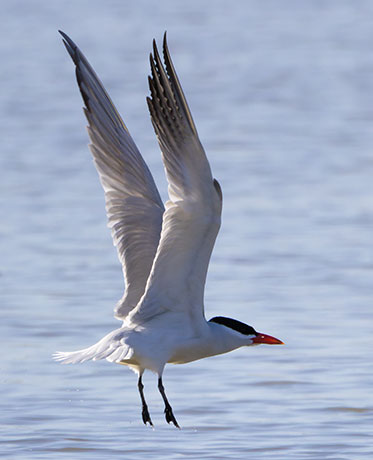 Caspian Tern Hydroprogne caspia 