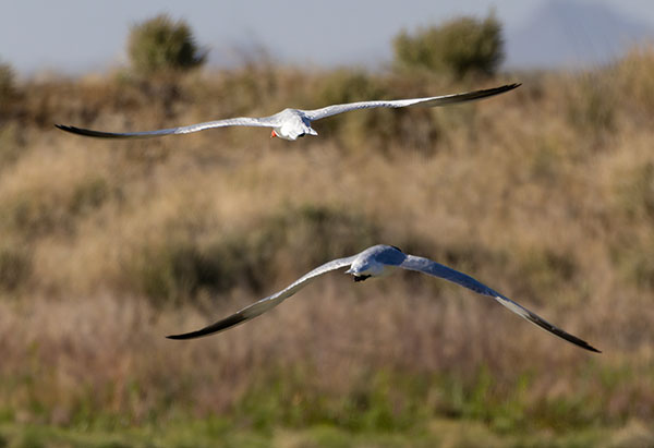 Caspian Tern Hydroprogne caspia 