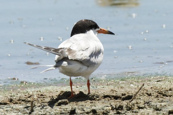 Forster's Tern Sterna forsteri