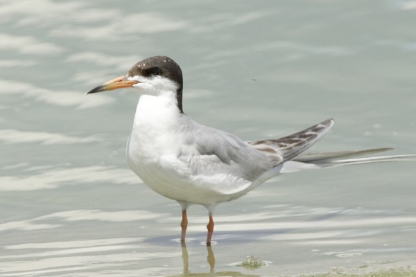 Forster's Tern Sterna forsteri