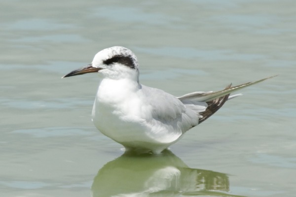 Forster's Tern Sterna forsteri